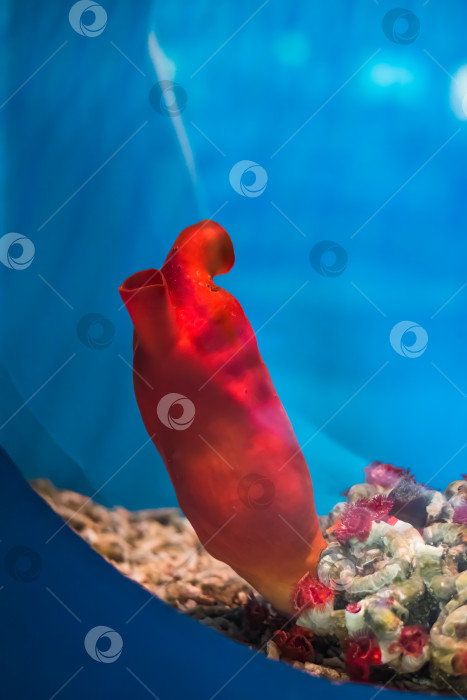 Скачать Галоцинтия аурантиум, широко известная в аквариумистике как морской персик фотосток Ozero