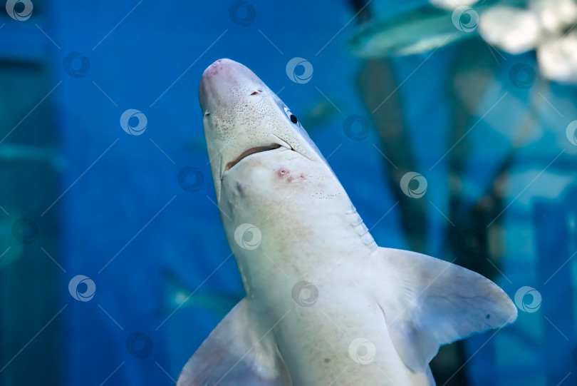 Скачать Большая белая акула (Carcharodon carcharias), также известная как белая акула, белый пойнтер или просто большая белая акула крупным планом фотосток Ozero