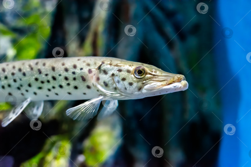 Скачать Амурская щука (Esox reichertii), также известная как черно-пестрая щука, обитающая в реке Амур в России. фотосток Ozero