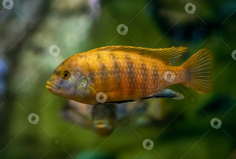 Скачать Желтый мбуна (Labeotropheus fuelleborni) фотосток Ozero