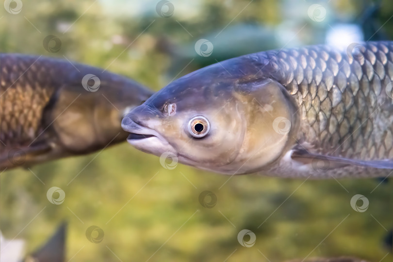 Скачать Cyprinus rubrofuscus, амурский карп, обитающий в реке Амур в России фотосток Ozero