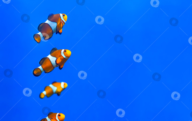 Скачать Рыба-клоун в аквариуме на синем фоне фотосток Ozero