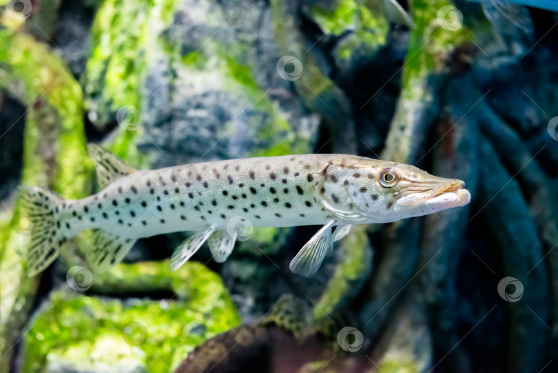 Скачать Амурская щука (Esox reichertii), также известная как черно-пестрая щука, обитающая в реке Амур в России. фотосток Ozero