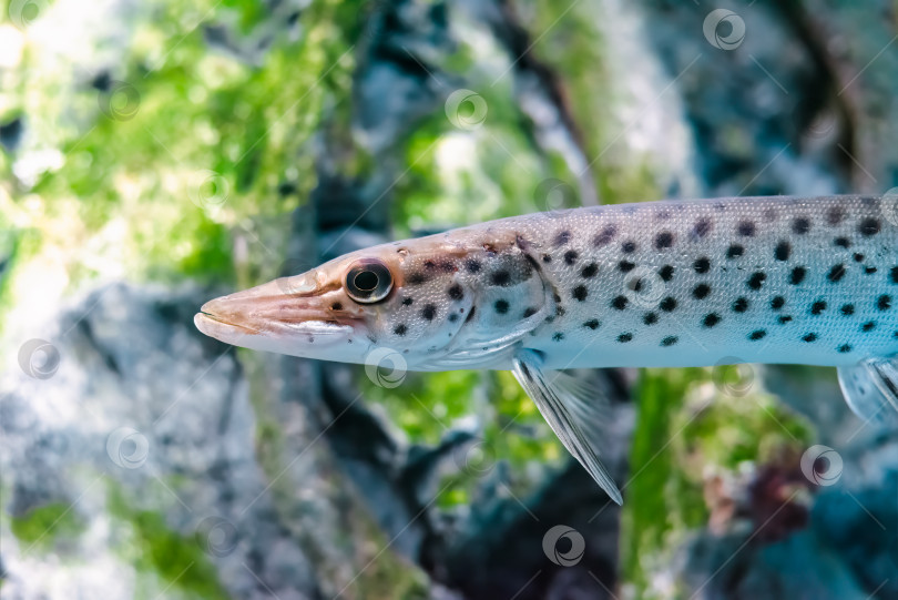 Скачать Амурская щука (Esox reichertii), также известная как черно-пестрая щука, обитающая в реке Амур в России. фотосток Ozero