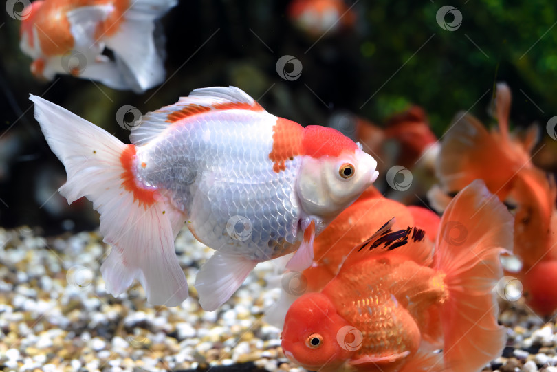 Скачать Оранжевая золотая рыбка оранда в аквариуме фотосток Ozero