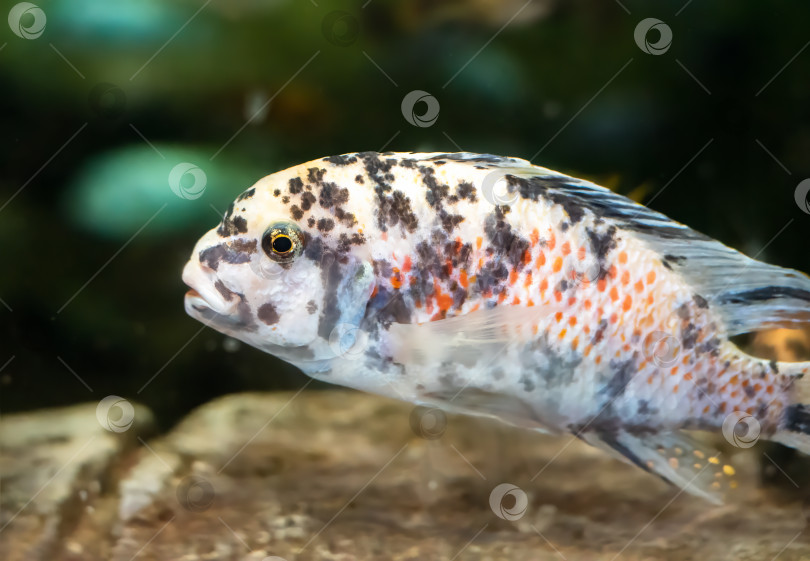 Скачать Голубой мбуна (Labeotropheus fuelleborni) фотосток Ozero