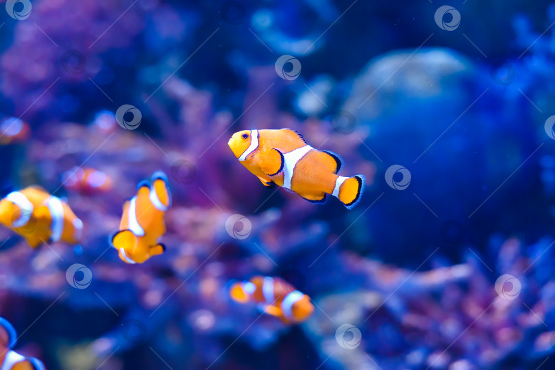 Скачать Рыба-клоун в аквариуме на синем фоне фотосток Ozero