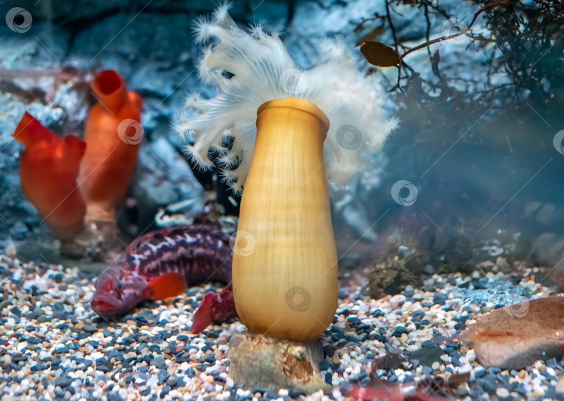 Скачать Морской анемон Metridium dianthus крупным планом фотосток Ozero