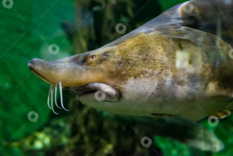 Скачать Калуга (Huso dauricus), также известная как река белуга, крупным планом фотосток Ozero