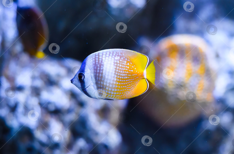 Скачать Рыба-бабочка санберст (Chaetodon kleinii), известная в Таиланде как рыба-бабочка с черными губами, рыба-бабочка с черными губами или рыба-бабочка Кляйна фотосток Ozero