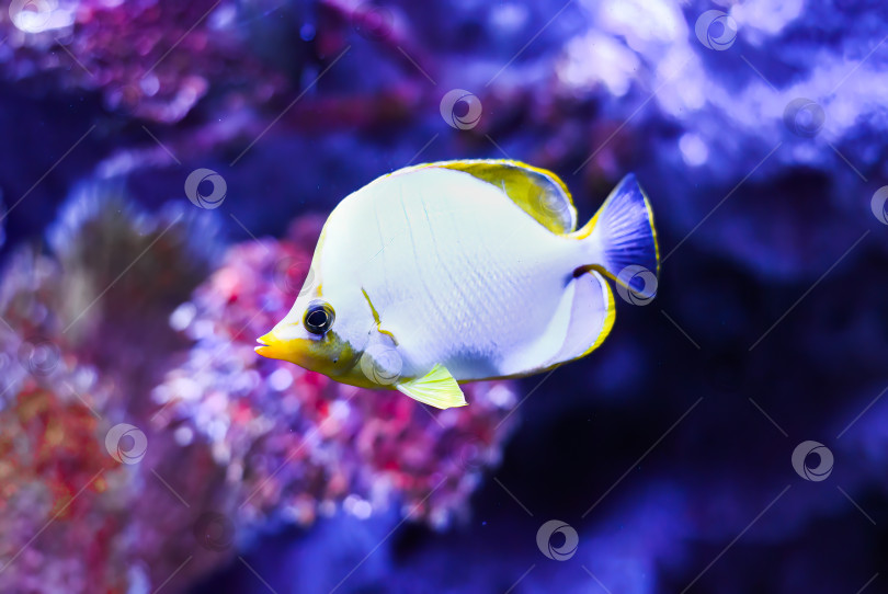 Скачать Chaetodon xanthocephalus, широко известный как желтоголовая рыба-бабочка, обитает в аквариуме Таиланда. фотосток Ozero
