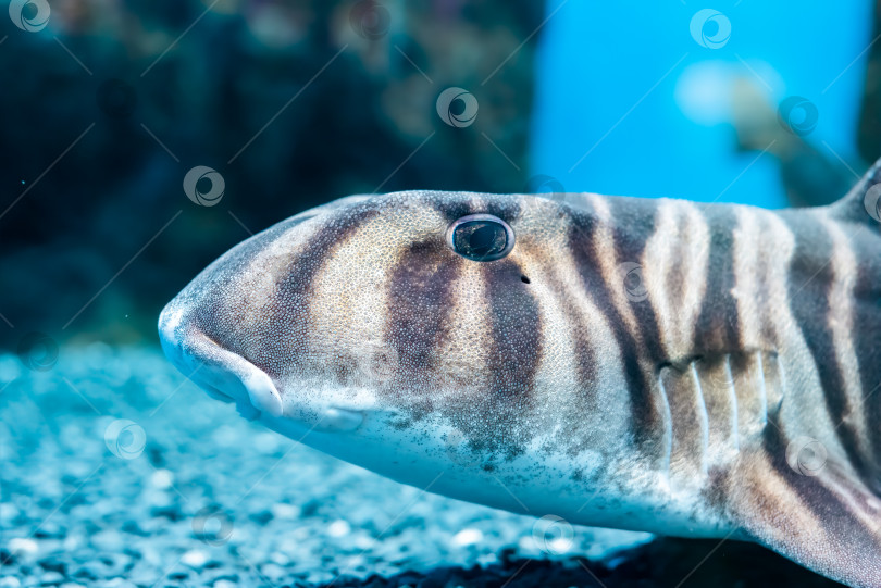 Скачать Зебровая быкоголовая акула (Heterodontus zebra) плавает в море фотосток Ozero