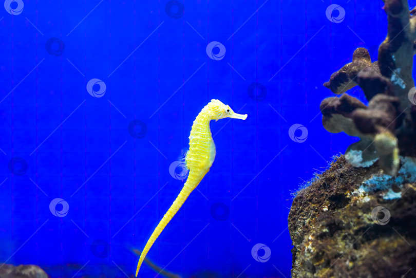 Скачать Желтый морской конек в аквариуме фотосток Ozero