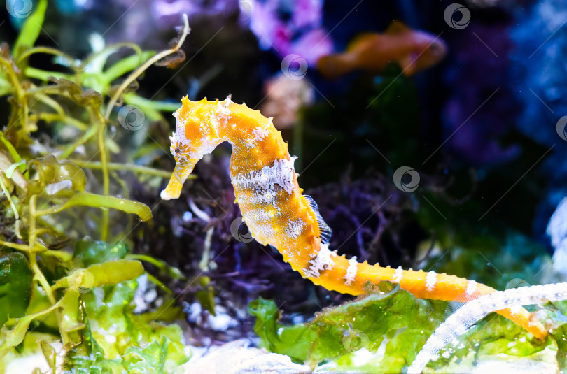 Скачать Морской конек Барбура (Hippocampus barbouri) крупным планом в аквариуме Таиланда фотосток Ozero