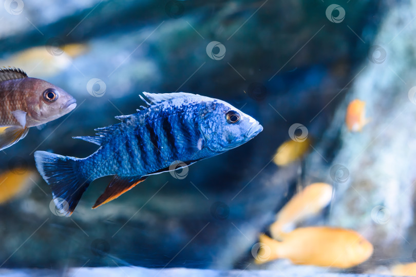 Скачать Ярко-синий хап (Sciaenochromis ahli) в аквариуме Таиланда фотосток Ozero