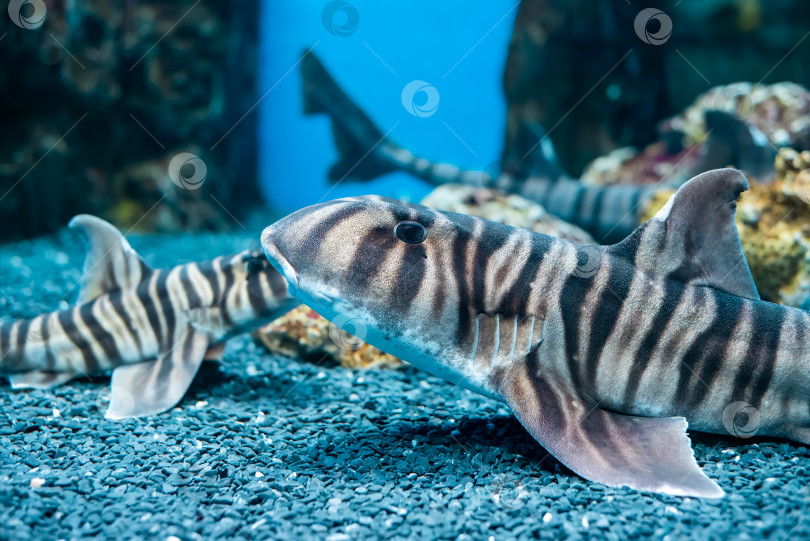 Скачать Зебровая быкоголовая акула (Heterodontus zebra) плавает в море фотосток Ozero