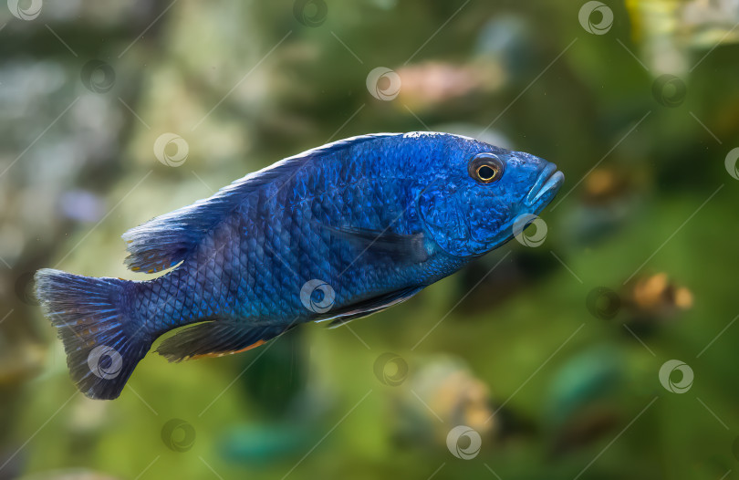 Скачать Ярко-синий хап (Sciaenochromis ahli) в аквариуме Таиланда фотосток Ozero