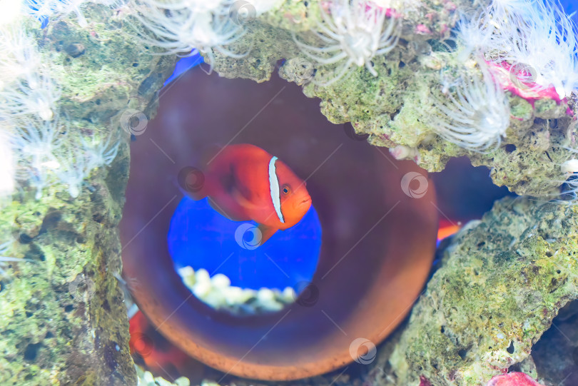 Скачать Томатная рыба-клоун в аквариуме крупным планом фотосток Ozero