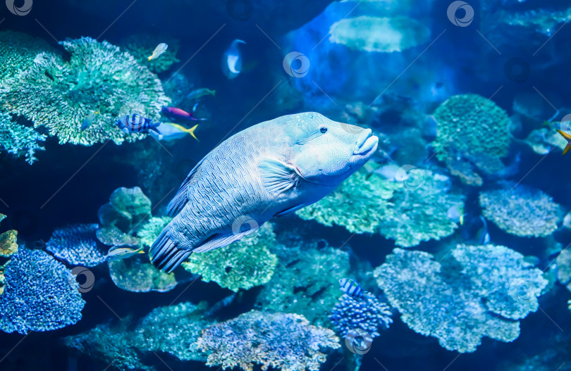 Скачать Губан-горбунок (Cheilinus undulatus), также известный как губан-Наполеон, рыба-Наполеон, рыба-наполеон в аквариуме Таиланда фотосток Ozero
