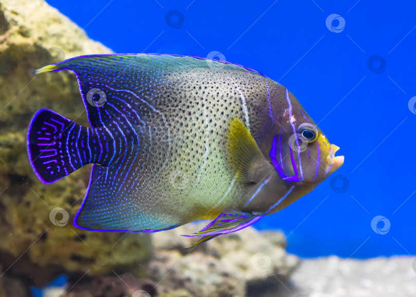 Скачать Pomacanthus semicirculatus - полукруглый морской ангел, обитающий под водой фотосток Ozero