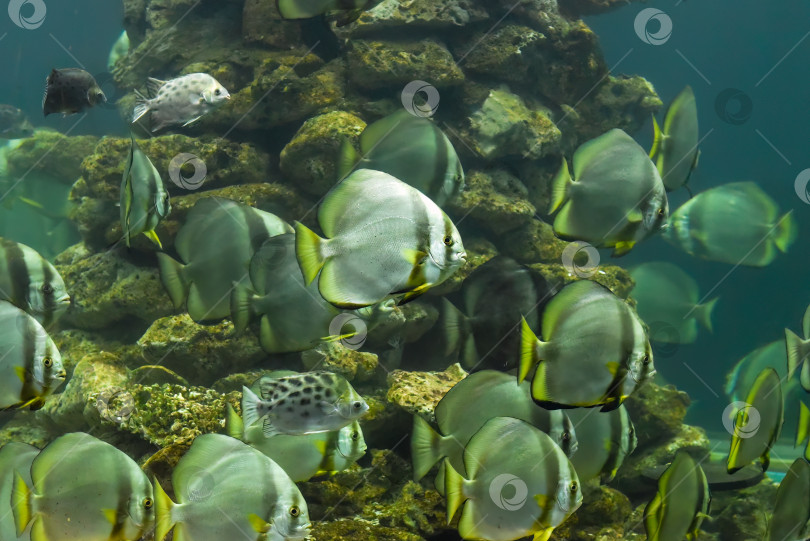 Скачать Рыба-летучая мышь с длинными плавниками в аквариуме крупным планом фотосток Ozero