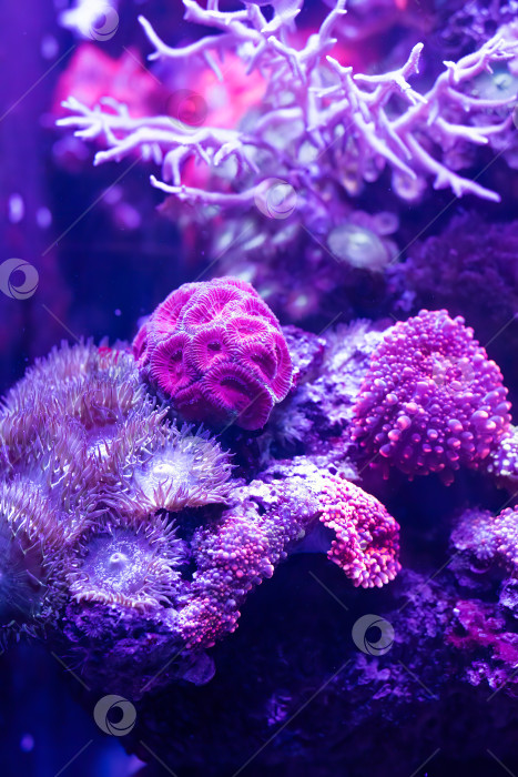 Скачать Мидии или мозговой коралл в аквариуме фотосток Ozero