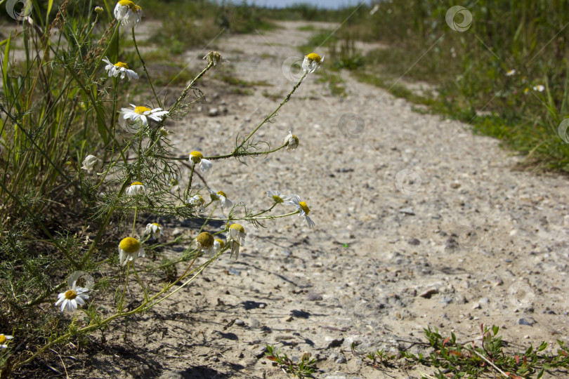 Скачать Цветы ромашки на грунтовой дороге в сельской местности летом фотосток Ozero