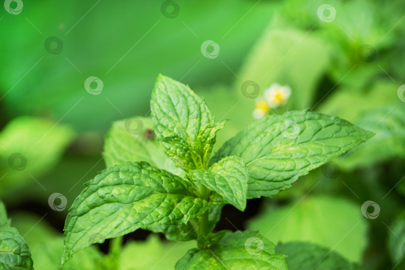 Скачать На клумбе в саду растут зеленые кустики ароматной мяты. фотосток Ozero