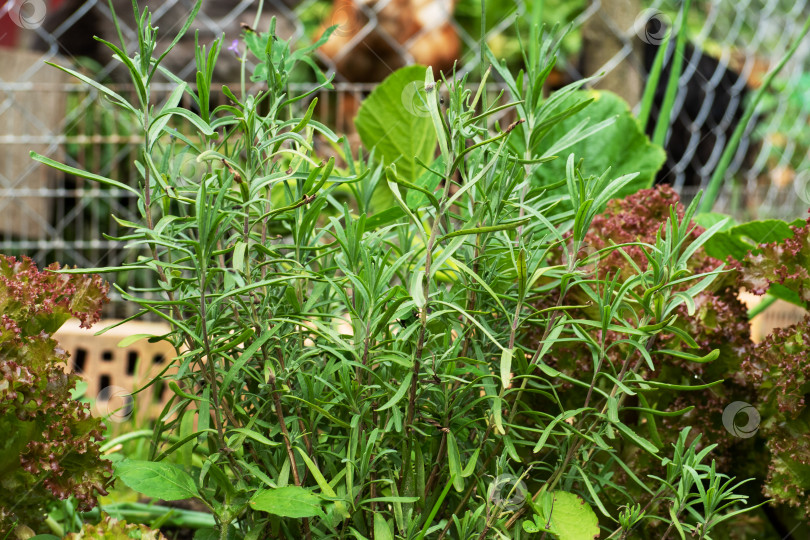 Скачать Свежие зеленые травы розмарина, растущие в саду фотосток Ozero