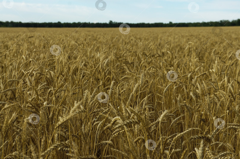 Скачать Пшеница фотосток Ozero