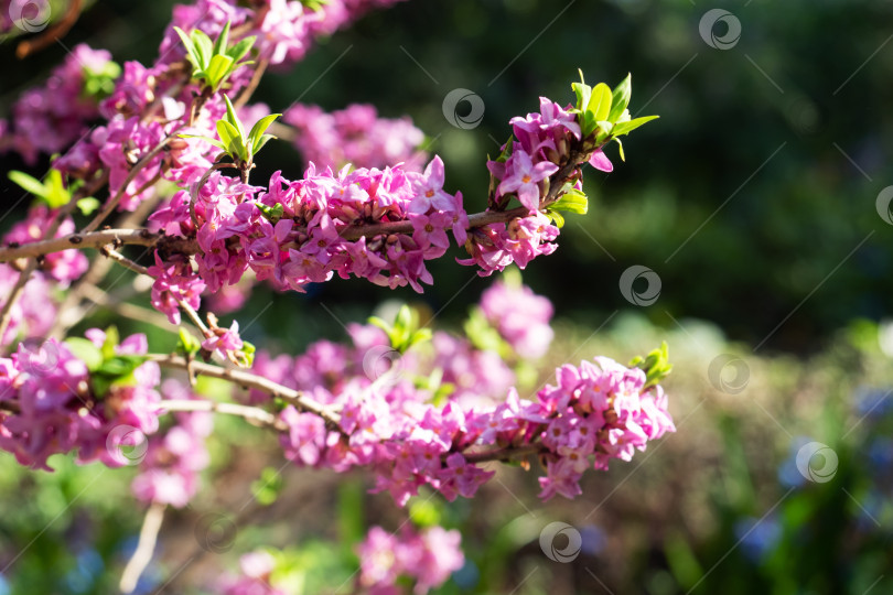 Скачать Красиво цветущий кустарник Молочай лавровый (Daphne mezereum), ядовитый кустарник волчья ягода. фотосток Ozero