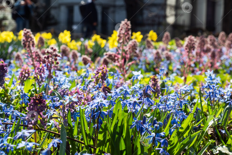Скачать Весенний пейзаж с первоцветами, яркий ковер цветов в парке в солнечный день. фотосток Ozero
