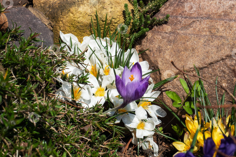 Скачать В парке под ярким солнечным светом распускаются прекрасные первые весенние цветы - крокусы. фотосток Ozero