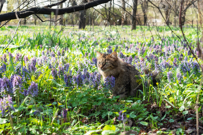 Скачать Кошка сидит на цветущем лугу. Весенний пейзаж с первоцветами, яркий ковер цветов в парке в солнечный день. фотосток Ozero