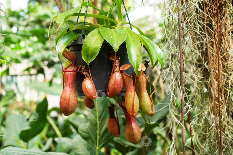 Скачать Тропическое кувшинчатое растение Nepenthes burkei. Листья этого растения выделяют нектар для ловли насекомых. фотосток Ozero