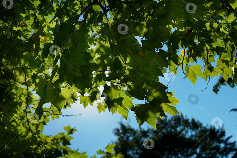 Скачать Зеленые листья деревьев в качестве фона фотосток Ozero