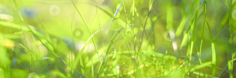 Скачать зеленая трава с каплями росы под утренним солнцем, крупный план, размытый фон фотосток Ozero