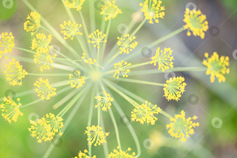 Скачать Абстракция флоры с желтыми цветами и зеленым размытым фоном. фотосток Ozero