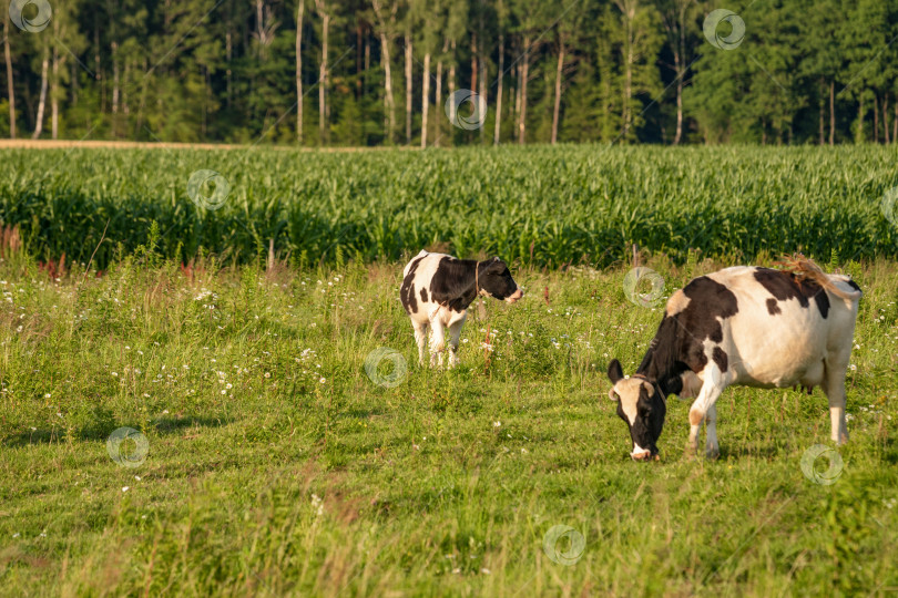 Скачать Летним днем коровы пасутся на сочном лугу фотосток Ozero