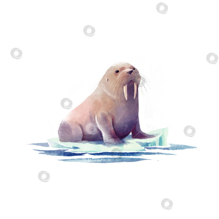 Скачать морж на дрейфующей льдине, милая детская иллюстрация акварелью на прозрачном фоне. фотосток Ozero