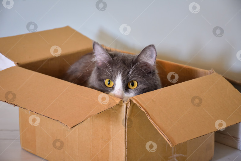 Скачать кошка, сидящая в коробке фотосток Ozero