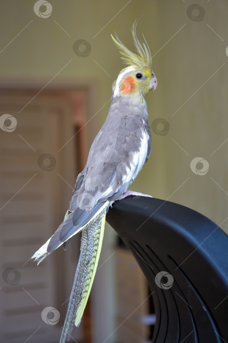 Скачать портрет попугая какаду, какаду крупным планом, домашний попугай фотосток Ozero