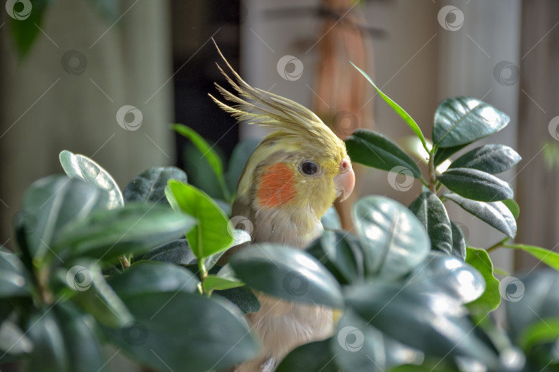 Скачать какаду-попугай в листьях фотосток Ozero