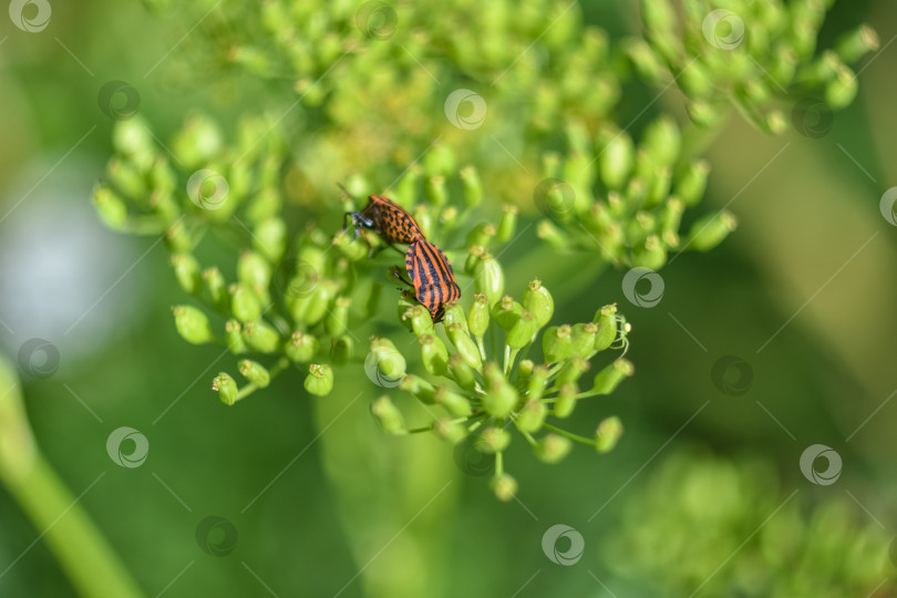 Скачать макро-полосатый жук на зеленом растении фотосток Ozero