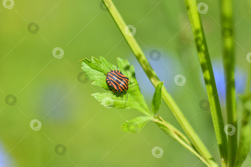 Скачать макро-полосатый жук на зеленом растении фотосток Ozero