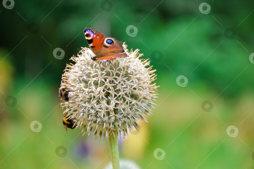 Скачать отблеск павлиньего глаза на шарообразном цветке фотосток Ozero