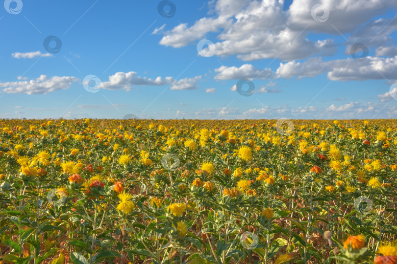 Скачать Сафлоровое поле, поле желтых колючих цветов, Carthamus tinctoriu фотосток Ozero