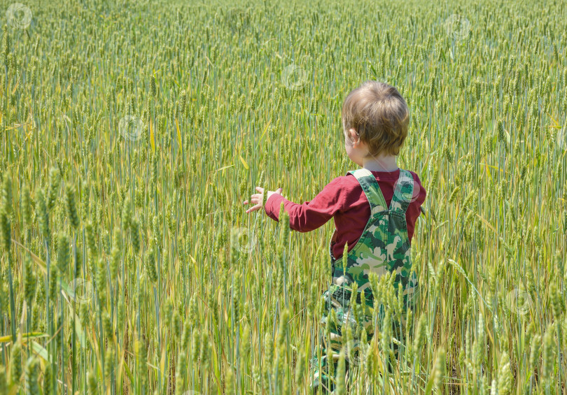 Скачать маленький ребенок на пшеничном поле стоит спиной к зрителю. маленький ребенок прогуливается по пшеничному полю. маленький мальчик на пшеничном поле спиной к зрителю фотосток Ozero