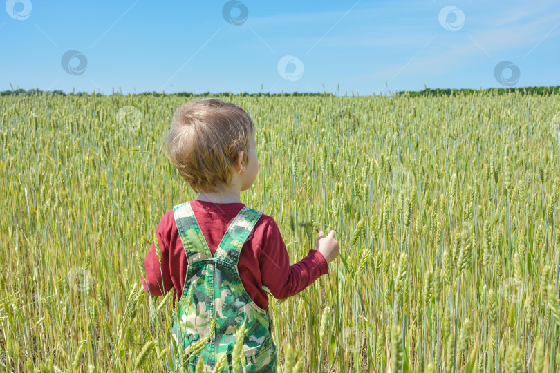 Скачать маленький ребенок на пшеничном поле стоит спиной к зрителю. маленький ребенок прогуливается по пшеничному полю. маленький мальчик на пшеничном поле спиной к зрителю фотосток Ozero