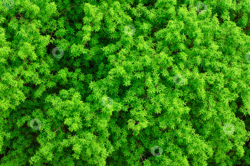 Скачать текстура листвы деревьев, фоновая зеленая листва фотосток Ozero